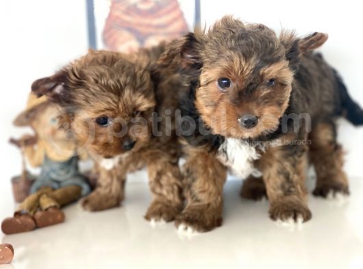 Tea Cup Dişi Morkie Yavrularımız Garantili görsel