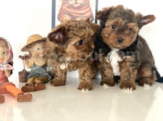 Tea Cup Dişi Morkie Yavrularımız Garantili görsel