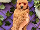 Güzellik Abidesi Toy Poodle