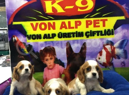 Mukemmel Kalitede Vonalp Pet Garantili Cavalier Yavrular