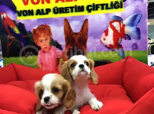 Vonalp Pet Guvencesiyle Saflik Garantili Orjinal Cavalier Yavrular
