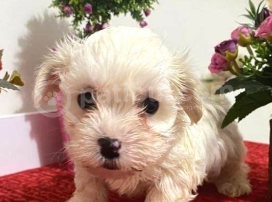 Sevimli Maltese Bebeklerimiz görsel