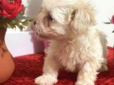Sevimli Maltese Bebeklerimiz