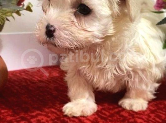 Sevimli Maltese Bebeklerimiz görsel