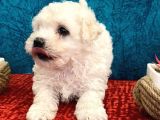 Efsane Maltipoo Bebeklerimiz