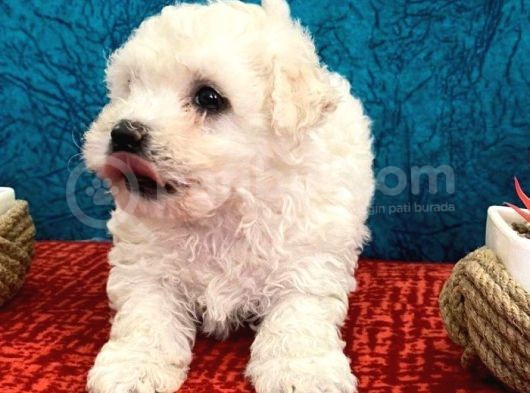 Efsane Maltipoo Bebeklerimiz