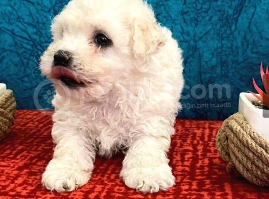 Efsane Maltipoo Bebeklerimiz görsel