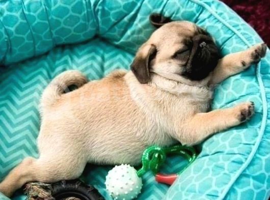 Pugmops 55 - 65 Günlük Erkek - Dişi Yavrular görsel