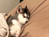 Renk Ve Anatomi Güzeli Sibirya Kurdu Husky Yavrular
