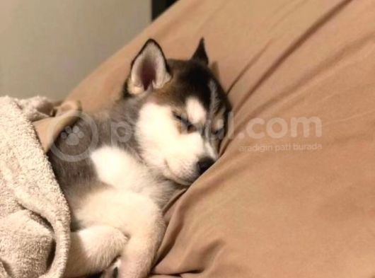 Renk Ve Anatomi Güzeli Sibirya Kurdu Husky Yavrular görsel
