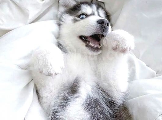 Renk Ve Anatomi Güzeli Sibirya Kurdu Husky Yavrular