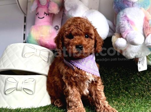 Safkan Toy Poodle Yavrularımız görsel