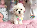 Snow White Maltese