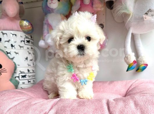 Snow White Maltese görsel