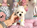 Snow White Maltese
