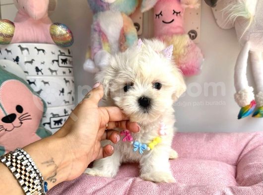 Snow White Maltese görsel
