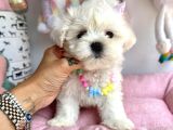 snow white maltese