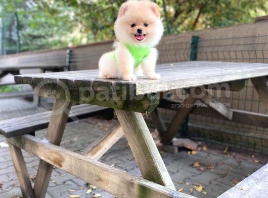 Show Kalite Pomeranian Boo Yavrular görsel