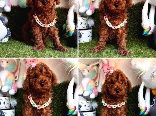 Show Kalite Toy Poodle Yavrular