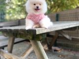 Show Kalite Pomeranian Boo Yavrular