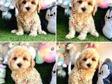 Çok Tatlı Maltipoo Yavrular