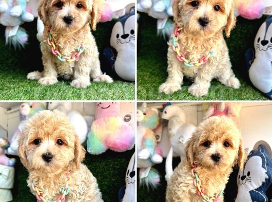 Çok Tatlı Maltipoo Yavrular