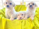 kar beyazı maltese terrier bebekler