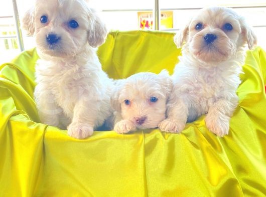 Kar Beyazı Maltese Terrier Bebekler