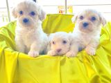 Kar Beyazı Maltese Terrier Bebekler