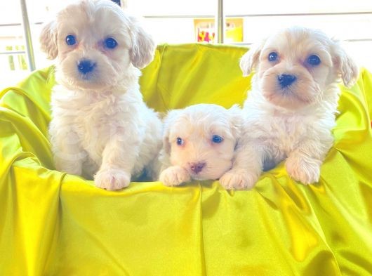 Kar Beyazı Maltese Terrier Bebekler görsel