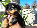 Irk Ve Sağlık Garantili Rottweiler Yavrularım