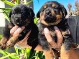 Irk ve sağlık garantili rottweiler yavrularım