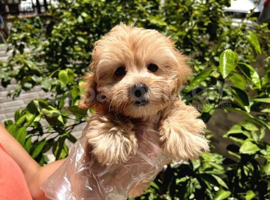 Çok Sevimli Maltipoo Bebeklerimiz