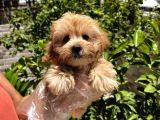 Çok Sevimli Maltipoo Bebeklerimiz