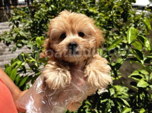 Çok Sevimli Maltipoo Bebeklerimiz görsel
