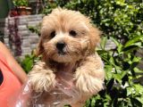 Çok Sevimli Maltipoo Bebeklerimiz