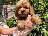Çok Sevimli Maltipoo Bebeklerimiz