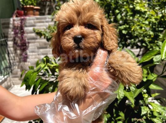 Çok Sevimli Maltipoo Bebeklerimiz görsel