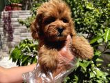 Çok Sevimli Maltipoo Bebeklerimiz