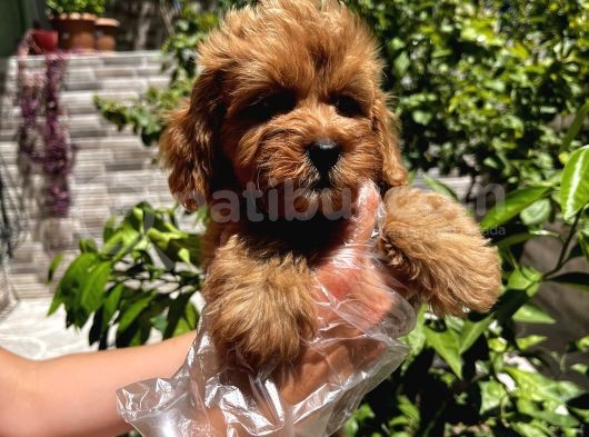 Çok Sevimli Maltipoo Bebeklerimiz görsel