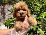Çok Sevimli Maltipoo Bebeklerimiz