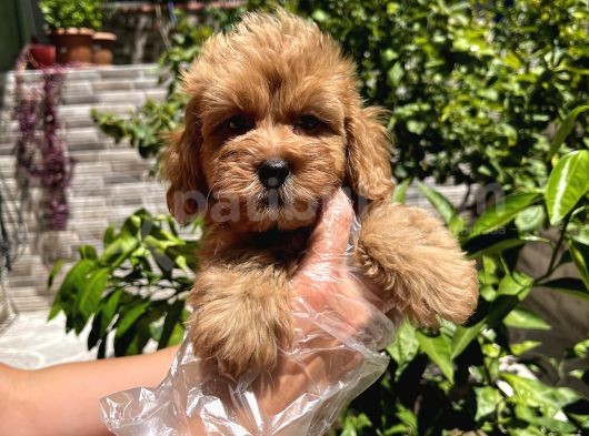 Çok Sevimli Maltipoo Bebeklerimiz görsel