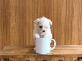 0 NUMARA Maltese terrier bebeklerimiz