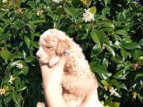 Oyuncak Gi̇bi̇ Apri̇cot Poodle Yavrularimiz