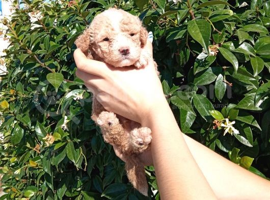 Oyuncak Gi̇bi̇ Apri̇cot Poodle Yavrularimiz görsel