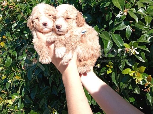 Şi̇ri̇nli̇k Abi̇deleri̇ Apri̇cot Poodle Yavrularimiz görsel