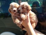 Apri̇cot Mi̇nyatür Bebek Yüzlü Poodle Lar