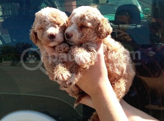 Apri̇cot Mi̇nyatür Bebek Yüzlü Poodle Lar görsel