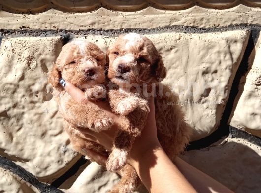 A Kali̇tede Mi̇nyatür Poodle Yavrularimiz