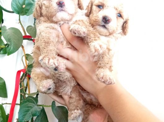 Apri̇cot Poodle Yavrularimiz Baby Face görsel